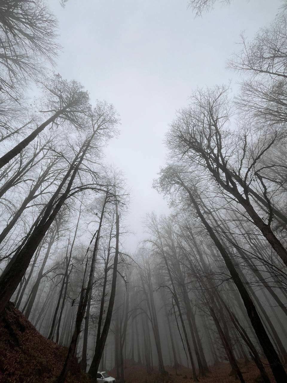 جنگل تاریک و درختان بلند پیرامون مرداب 