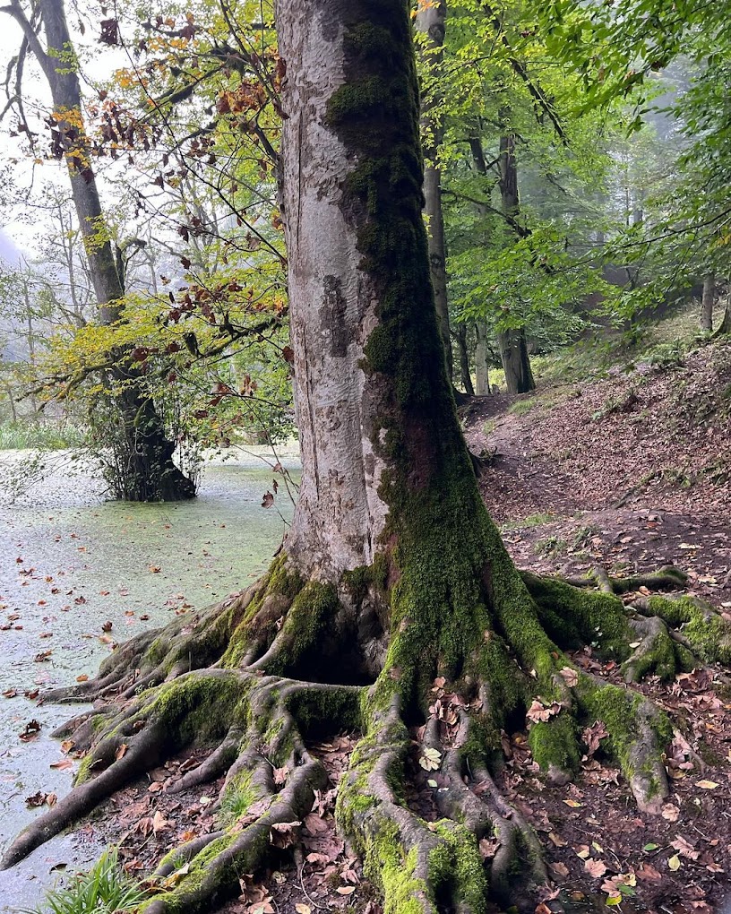 درختان و ریشه های آن در داخل دریاچه