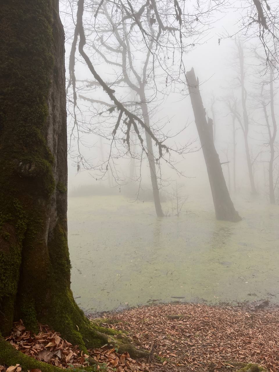 هوای مه آلود سطح دریاچه