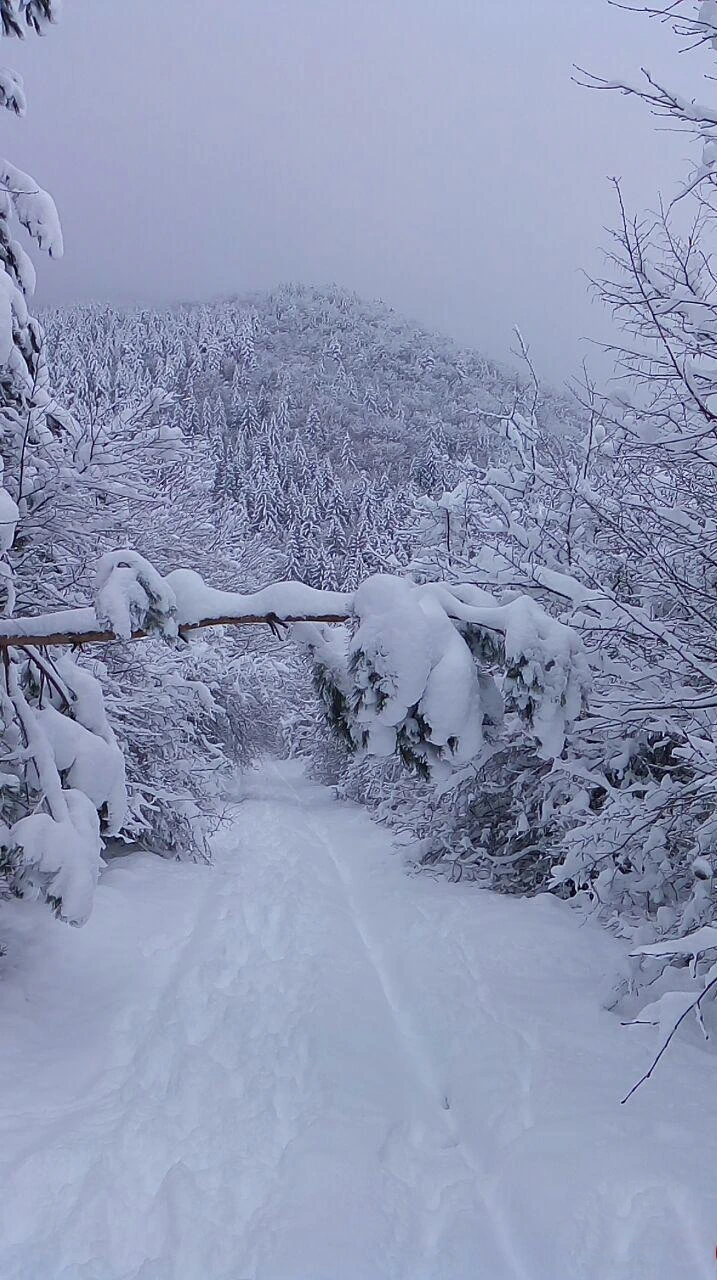 افتادن درخت بر سر راه ناشی از برف سنگین