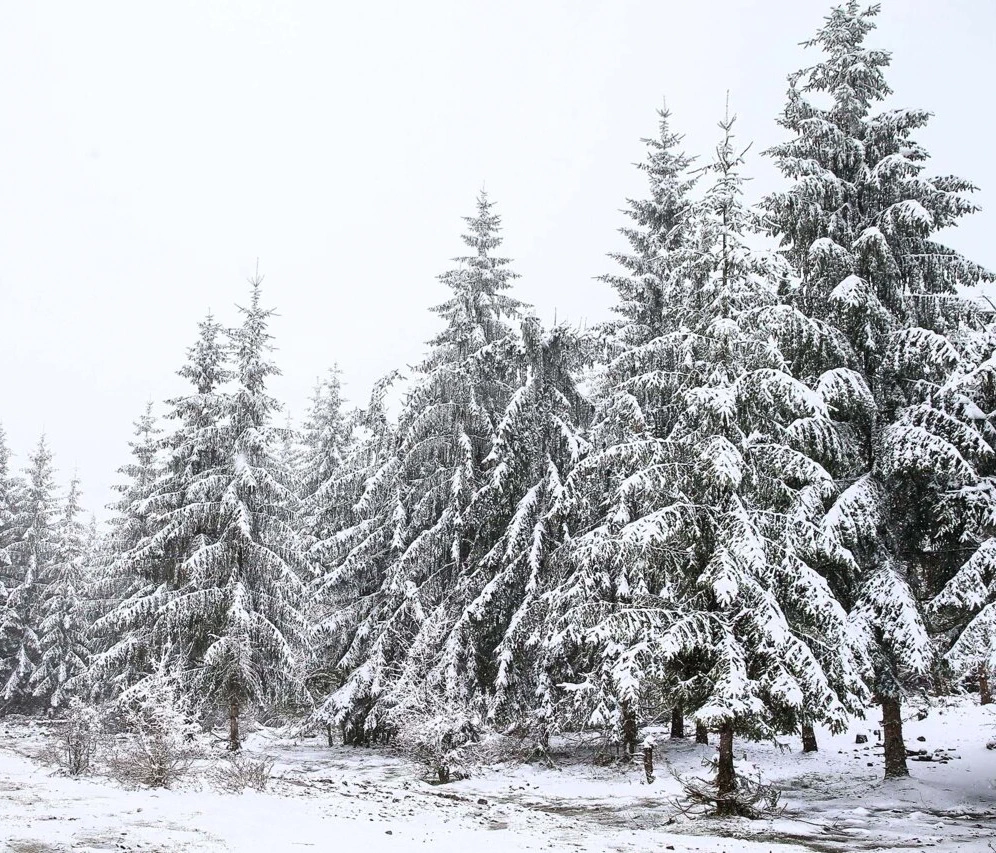 برف نشسته بر درختان سوزنی برف و کاج کلاردشت 