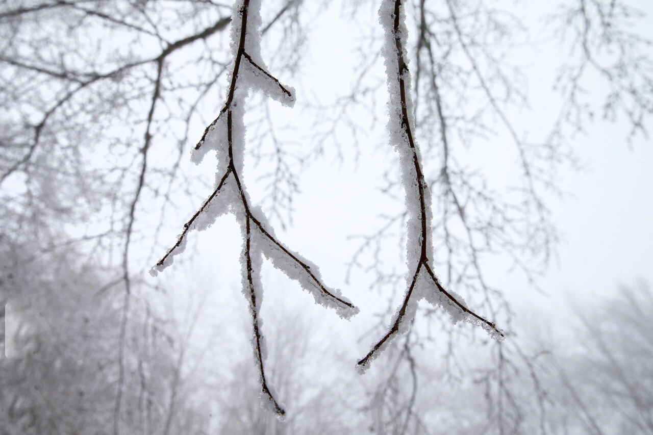 شاخه که بر روی آن برف نشسته