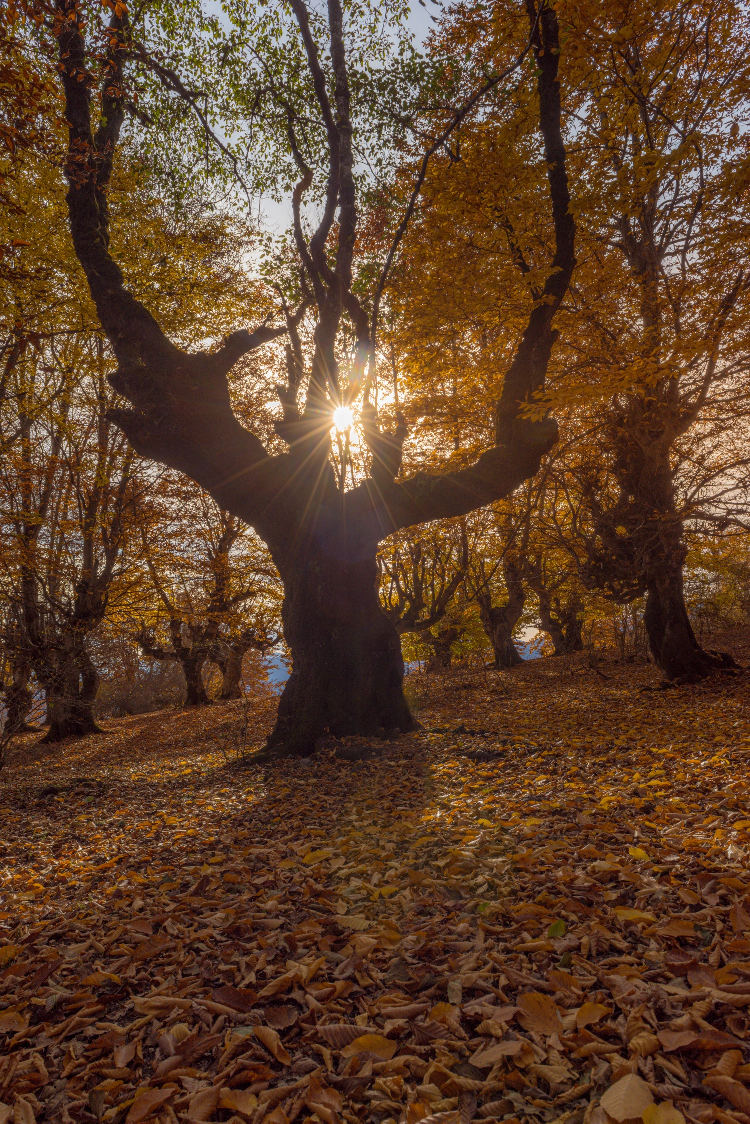 جنگل طویدره - نور خورشید از لای درختان